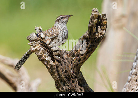 Cactus Wren, Campylorhynchus brunneicapillus, sul cane Cholla nel deserto di sonora nell'Arizona meridionale. Foto Stock