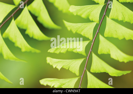 Adiantum pedatum, Maiden capelli foglia di felce dettaglio chiudere verso l'alto. Foto Stock