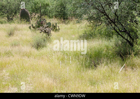 Cactus e erbe nel deserto di sonora dell'Arizona meridionale. Foto Stock