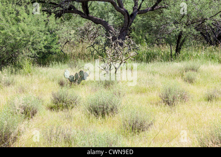 Cactus e erbe nel deserto di sonora dell'Arizona meridionale. Foto Stock