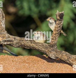 House Sparrows, Passer domesticus, noto anche come passero inglese, arroccato sul cane Cholla cactus nel deserto di sonora, nel sud dell'Arizona. Foto Stock