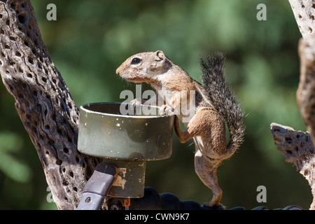 Squirrel terra a coda rotonda, Xerospermophilus tereticaudus, trasportatore di uccelli in discesa nel deserto di sonora nell'Arizona meridionale. Foto Stock