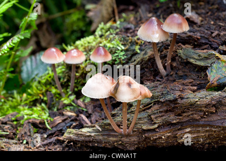 Burgundydrop cofano (Mycena haematopus) funghi al di fuori di un marciume ceppo di albero in bosco inglese Foto Stock