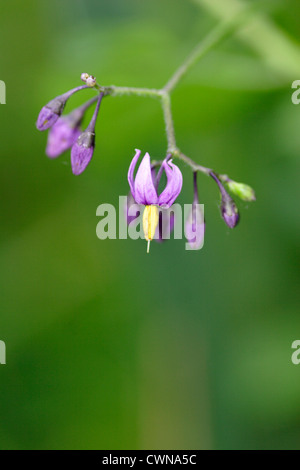 Agrodolce / Woody Nightshade (Solanum dulcamara) flwoering, England, Regno Unito Foto Stock