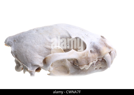 Un wolverine (Gulo gulo) cranio isolato su bianco Foto Stock