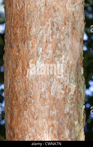 Giapponese di pino rosso Pinus densiflora (Pinaceae) Foto Stock