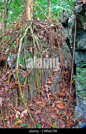 Radici sulla roccia, Gulung Mulu National Park, Borneo Malaysia Foto Stock