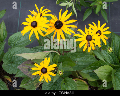 Di colore giallo brillante daisy come fiori di Rudbeckia 'Goldstrum' un ardito perenne di fiori da giardino Foto Stock