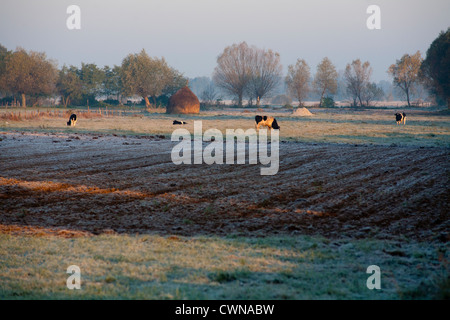 Autunno Autunno tipico paesaggio polacco con i campi, vacche, il gelo di Kampinos Kampinoski National Park, Masovia, Polonia, Europa UE Foto Stock