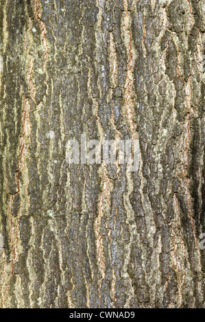 Pin Oak Quercus palustris (Fagaceae) Foto Stock