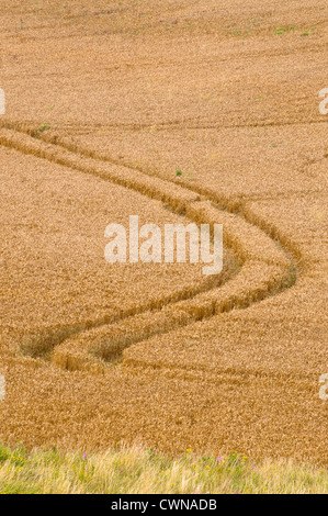 I cingoli del trattore nel campo di grano Foto Stock