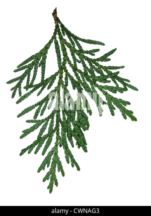 Giapponese Thuja Thuja standishii (Cupressaceae) Foto Stock