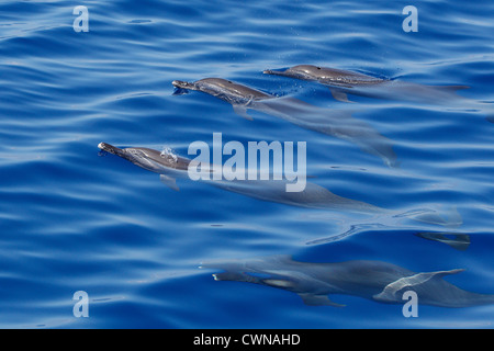 Pantropical Spotted Delfini Stenella attenuata, Schlankdelfine, Maldive, gruppo affiorante Foto Stock