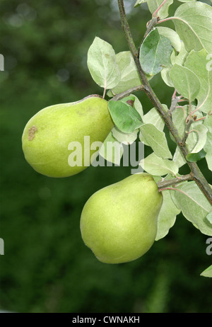 Cotogno Cydonia oblonga (Rosacee) Foto Stock