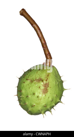 Ippocastano Aesculus hippocastanum Hippocastanaceae Foto Stock