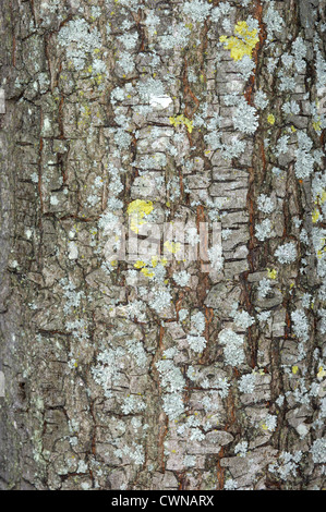 Pero selvatico Pyrus pyraster rosacee Foto Stock