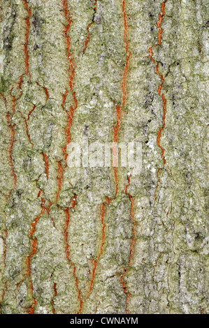 Cerro Quercus cerris (Fagaceae) Foto Stock