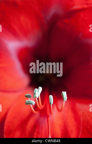 Amaryllis Hippeastrum Red Lion dettaglio del fiore Foto Stock