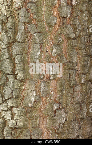Rovere ungherese Quercus frainetto (Fagaceae) Foto Stock