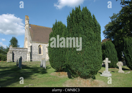 Irish Yew Taxus baccata 'Fastigiata' Foto Stock