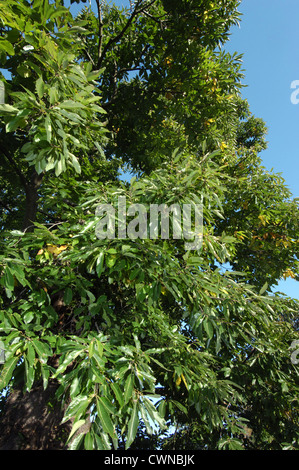 Sweet Chestnut Castanea sativa Fagaceae Foto Stock