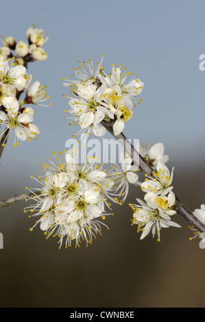 Prugnolo Prunus spinosa rosacee Foto Stock