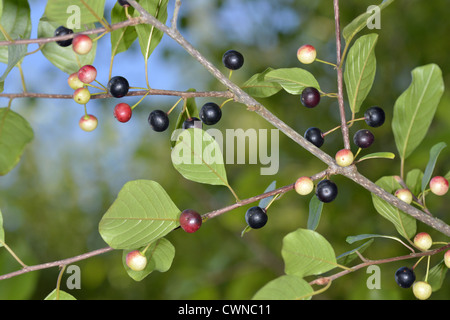 Alder Frangola Frangula alnus (Rhamnaceae) Foto Stock