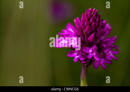 Orchide (Anacamptis pyramidalis) in un prato nel Wiltshire Foto Stock
