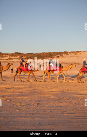 Gruppi di turisti su un cammello al tramonto trek, Cable Beach, Broome, Australia occidentale Foto Stock