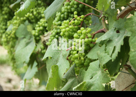 Uva da vino in Piemonte, Italia Foto Stock