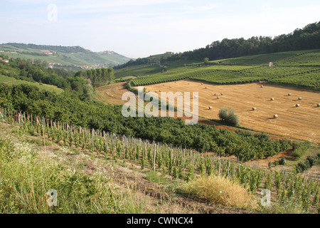 Vigneto e campo in Piemonte, Italia Foto Stock