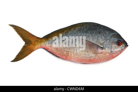 Limanda Pesce fusilier isolati su sfondo bianco Foto Stock