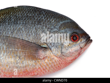 Limanda Pesce fusilier isolati su sfondo bianco Foto Stock