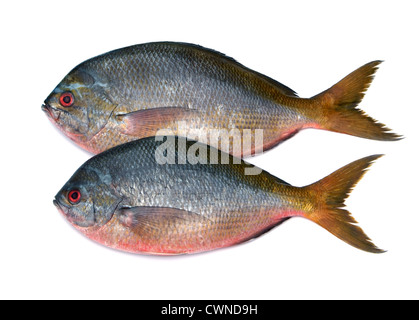 Limanda Pesce fusilier isolati su sfondo bianco Foto Stock