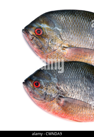 Limanda Pesce fusilier isolati su sfondo bianco Foto Stock