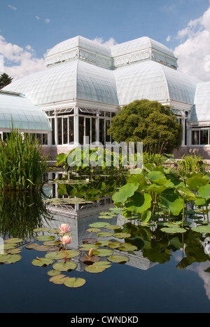 Water Lilies al Conservatorio Enid a Haupt al Giardino Botanico di New York nel Bronx, New York City Foto Stock