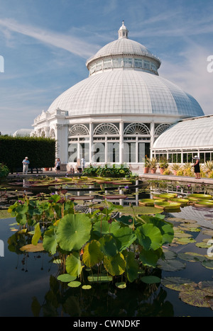 Water Lilies al Conservatorio Enid a Haupt al Giardino Botanico di New York nel Bronx, New York City Foto Stock