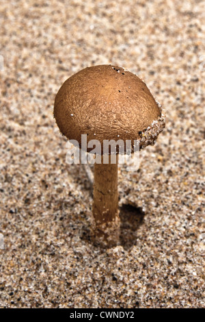 Immagine macro di solo funghicoltura sulle dune di sabbia Foto Stock