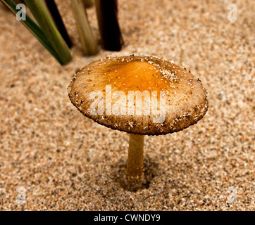 Immagine macro di solo funghicoltura sulle dune di sabbia Foto Stock