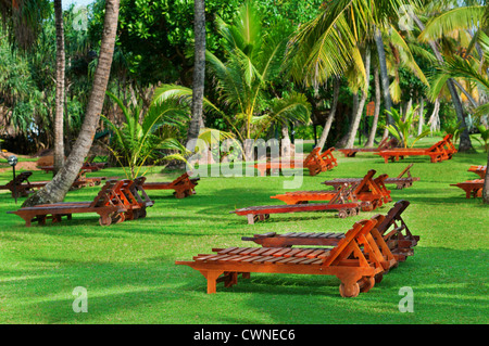 Lettini da spiaggia tra alberi tropicali sull'erba verde Foto Stock