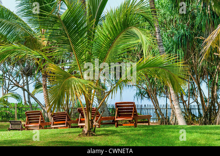 Lettini da spiaggia tra palme tropicali sull'erba verde Foto Stock