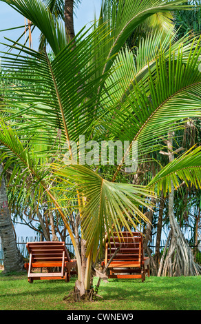 Sedie da spiaggia tra palme tropicali sull'erba verde Foto Stock