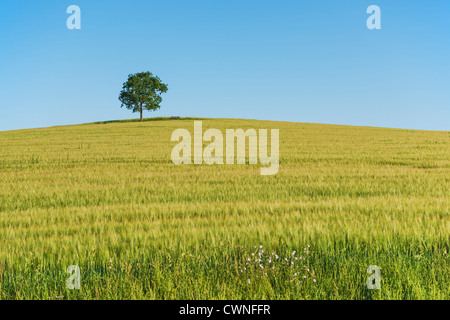 Un albero di quercia e un banco (mobili) in piedi su una collina in un campo di grano in estate. Foto Stock
