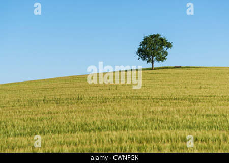 Un albero di quercia e un banco (mobili) in piedi su una collina in un campo di grano in estate. Foto Stock