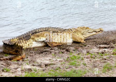 Un coccodrillo del Nilo (Crocodylus niloticus) sulle rive del lago Manze, la Riserva Selous, Tanzania Africa Foto Stock