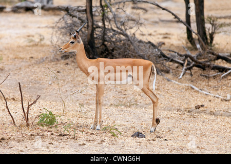 Giovane maschio Impala (Aepyceros melampus) antilope, la Riserva Selous Tanzania Africa Foto Stock