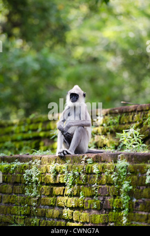 Wild monkey sulla antica parete ricoperta da moss nella foresta tropicale. Il fuoco selettivo sulla faccia Foto Stock