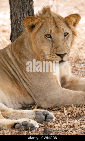 Un adolescente di sesso maschile di Lion (Panthera leo) di appoggio nella Riserva Selous, Tanzania Africa Foto Stock