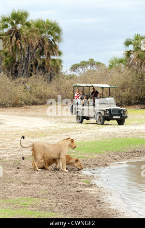 I turisti in un African safari in jeep guardando i Lions, Riserva Selous Tanzania Africa Foto Stock