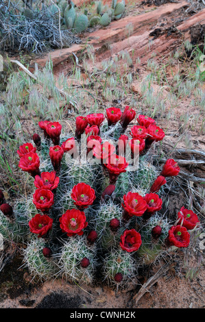 Echinocereus triglochidiatus Claret Cup Hedgehog Cactus Cactus fiori rossi fiori piante del deserto bloom blossom Foto Stock